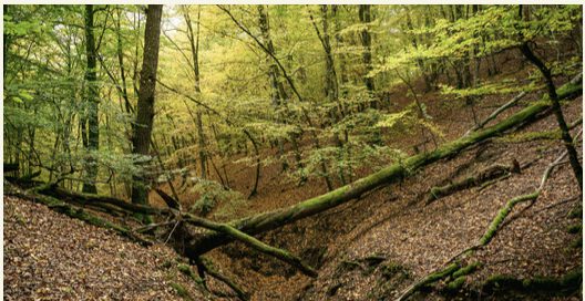 Rodder Gemeinde Rodder Das Urwald Projekt Gemeinde Rodder Eifel Bildschirmfoto 2025 06 22 um 21.24.29